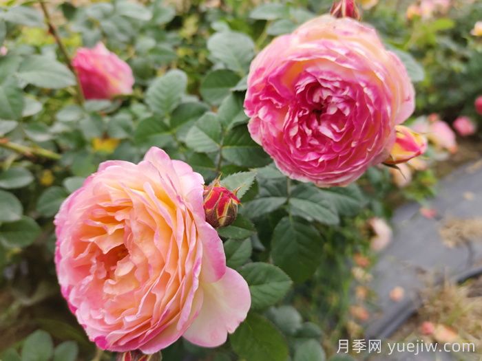 月季種類，藤本月季和灌木月季如何來區(qū)別？(圖2)