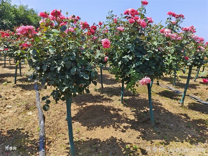如何提高月季花苗成活率？方法為你列舉(圖2)
