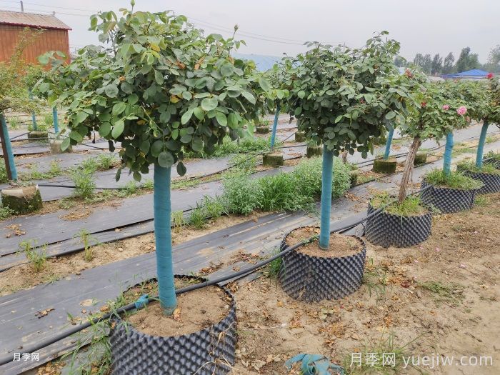 月季花如何修剪？南陽基地抓住這3個時間修剪花開不斷(圖2)