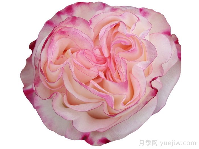 可愛教主月季/小可愛/非常可愛(圖1)