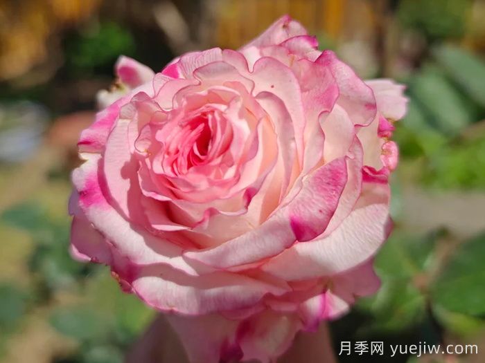 可愛教主月季/小可愛/非常可愛(圖2)