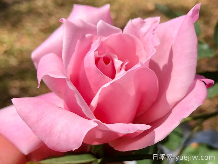 灌木初戀月季的優(yōu)缺點(diǎn)是什么？？(圖1)