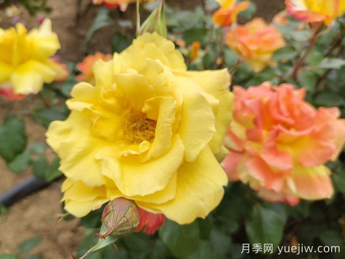 8首***美月季花古詩，春天賞花品詩(圖2)