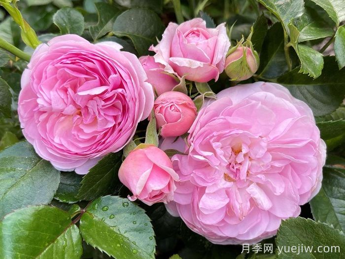 8首***美月季花古詩，春天賞花品詩(圖1)