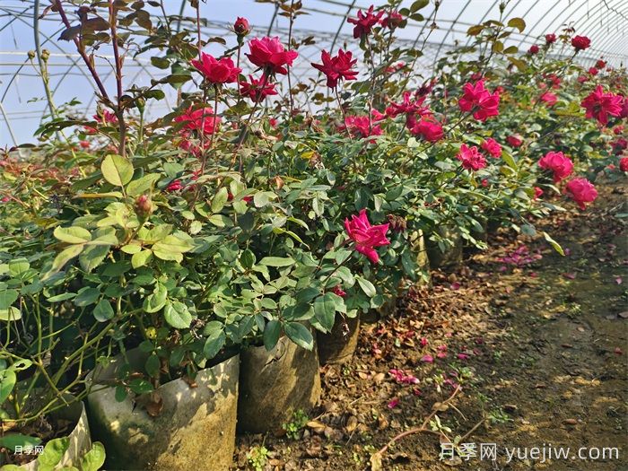 月季花后如何修剪？(圖1)
