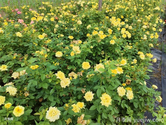 不同狀態(tài)的月季如何修剪？(圖1)
