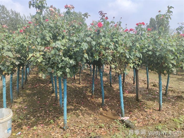 南陽樹狀月季網(wǎng)上交易成功，900棵出嫁杭州蕭山(圖1)