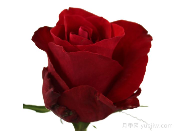 紅色知更鳥月季(圖1)