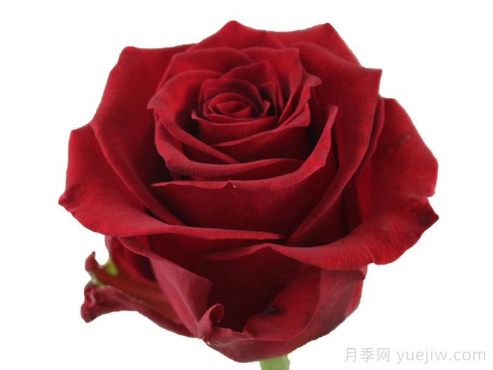 紅獅子月季(圖1)