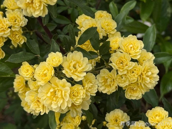 黃木香薔薇(圖1)
