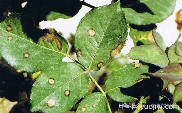 夏天月季發(fā)生炭疽病，該如何有效防治？(圖1)