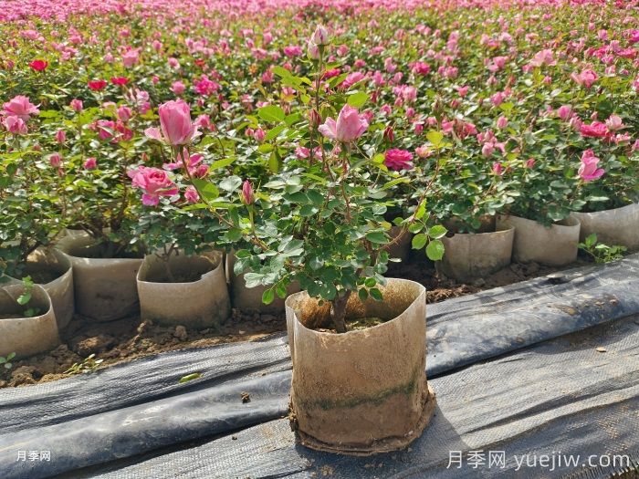 城市景觀花壇類型和花草品種配置(圖2)