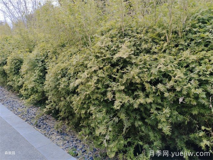 分享10種片植植物設(shè)計(jì)(圖1)