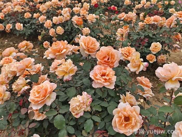 月季花有什么顏色？花色總結(jié)(圖3)