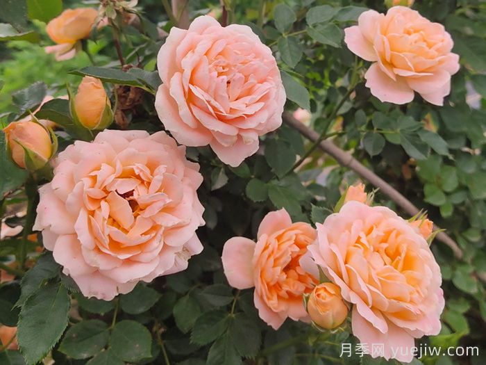 月季白粉病的防治方法及技術(shù)要點(圖1)