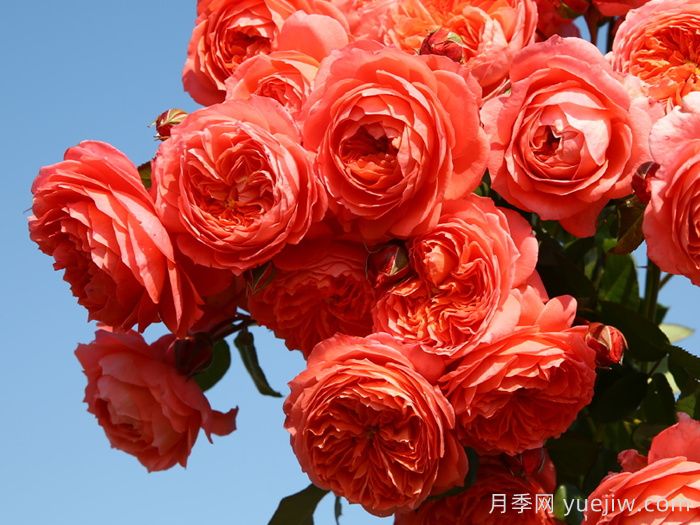 夏日花火月季(圖1)