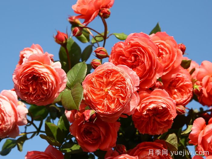 夏日花火月季(圖2)
