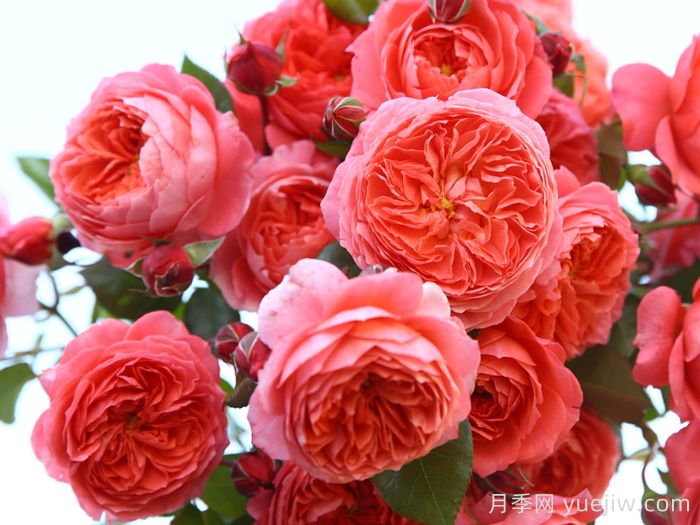 夏日花火月季(圖3)
