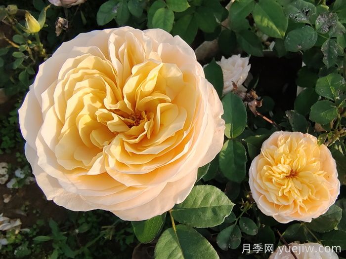 10種最值得種的切花月季(圖1)
