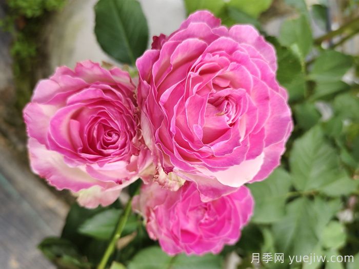 10種最值得種的切花月季(圖2)