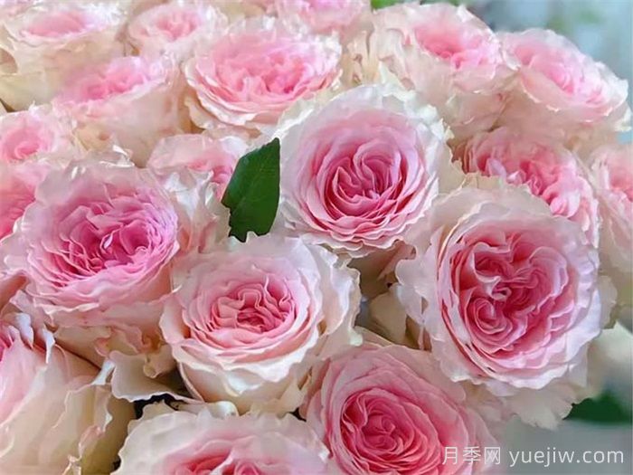 10種最值得種的切花月季(圖3)