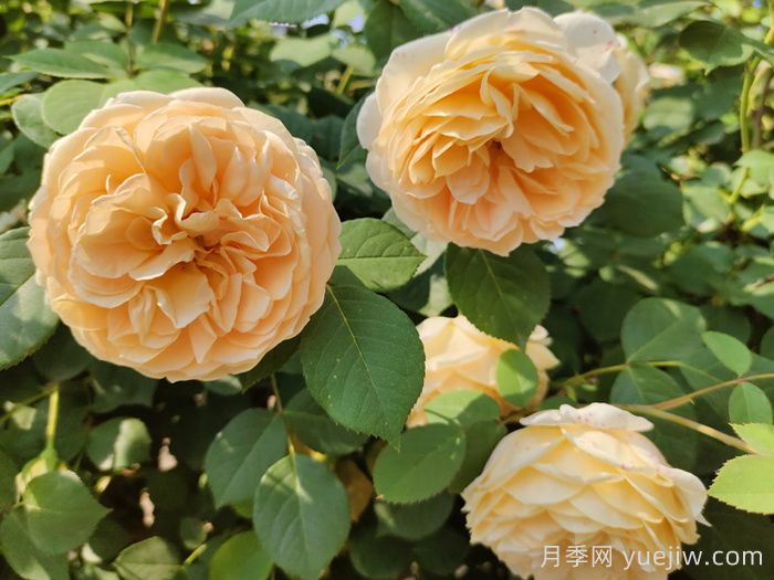 黃月季哪個品種***好養(yǎng)勤花？(圖2)