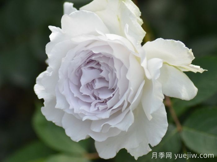 盤(pán)點(diǎn)那些無(wú)刺月季品種(圖2)
