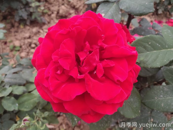 茶花女月季與梅朗口紅月季的區(qū)別是什么？(圖1)