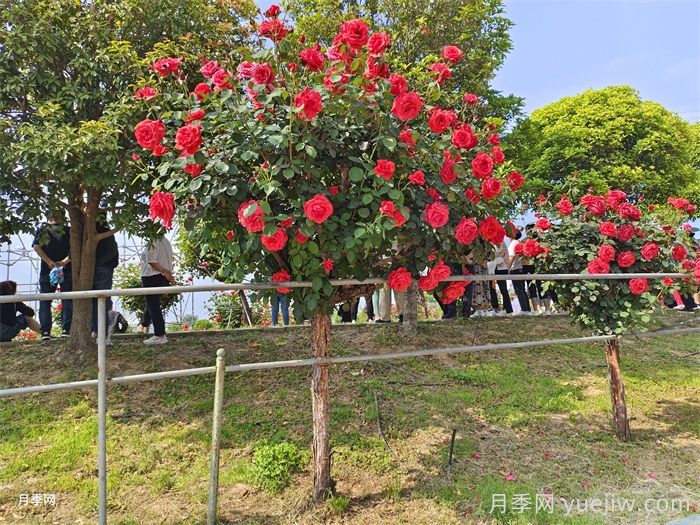 樹狀月季為什么嫁接的都是緋扇粉扇？(圖2)
