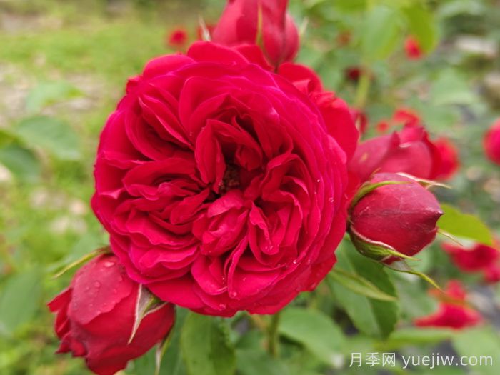 盆栽本是月季，花束卻叫玫瑰(圖1)