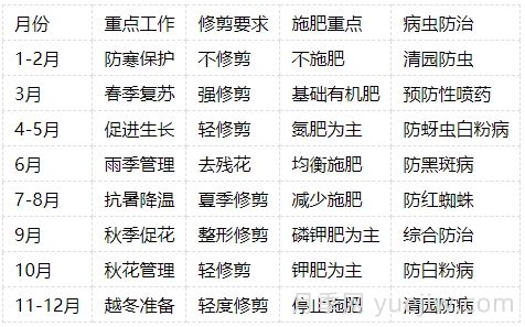 月季的生長周期，一年四季的管理辦法(圖4)