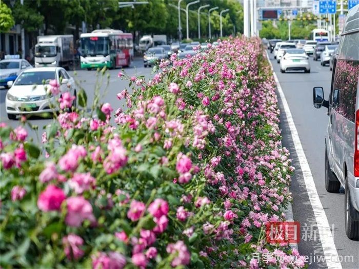 湖北武漢月季炸街，月季成道路顏值擔當(圖1)
