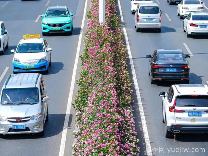 湖北武漢月季炸街，月季成道路顏值擔當(圖2)