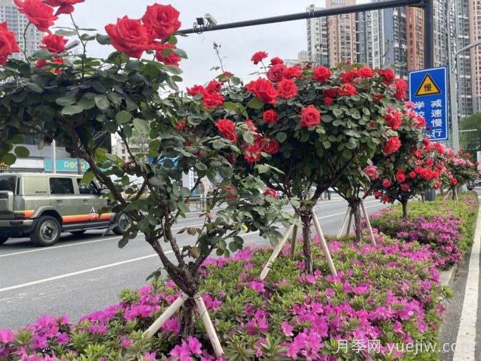 湖北武漢月季炸街，月季成道路顏值擔當(圖3)