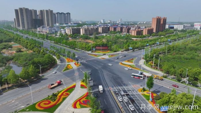 萬株樹狀月季齊綻放，扮靚寧鄉(xiāng)城市新風景(圖1)