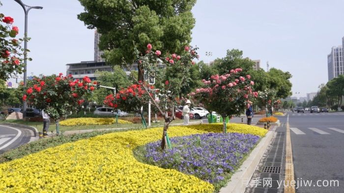 萬株樹狀月季齊綻放，扮靚寧鄉(xiāng)城市新風景(圖2)