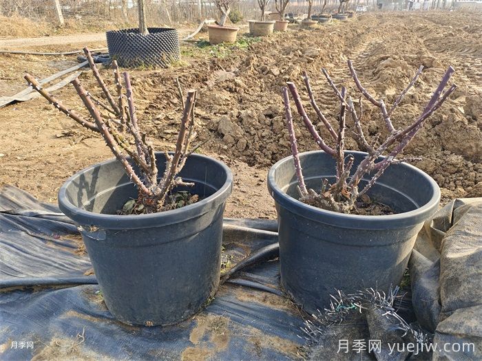 月季的生長周期，一年四季的管理辦法(圖3)