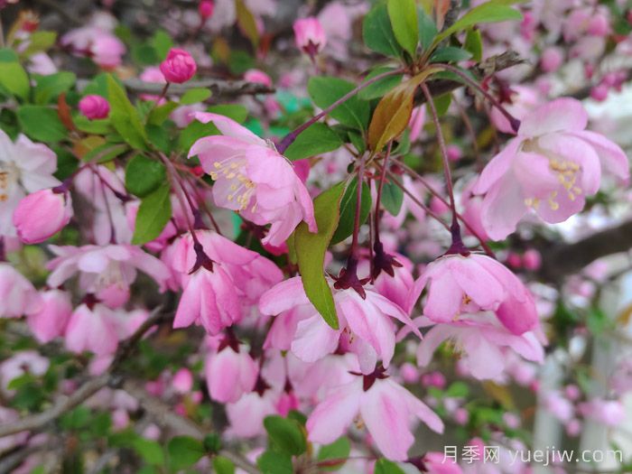 垂絲海棠和西府海棠有什么區(qū)別？(圖1)