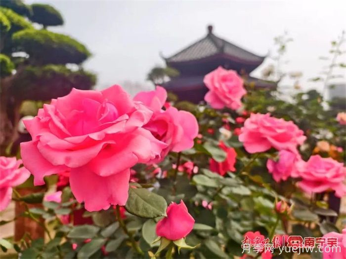 南寧南湖公園，2萬株月季盛放的夢幻花園(圖2)