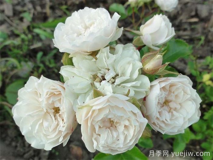 綠冰月季推薦，清新淡雅的微月(圖2)
