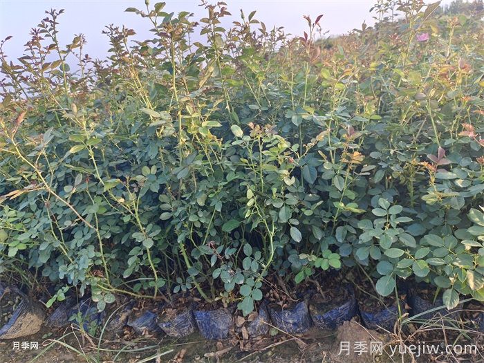 灌木月季和藤本月季有什么區(qū)別？(圖2)