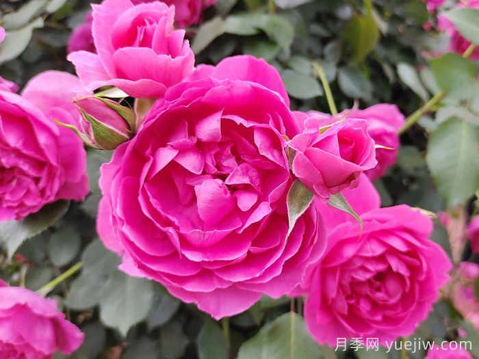 適合四川種植的藤本月季(圖1)
