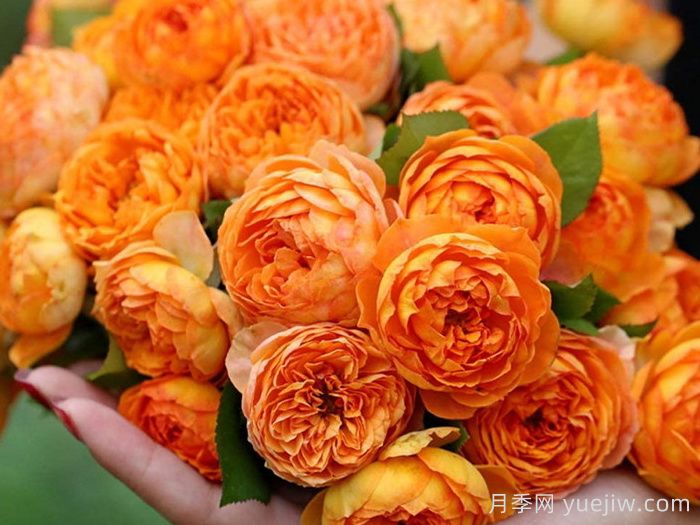 蜂蜜焦糖月季有哪些優(yōu)缺點？(圖1)