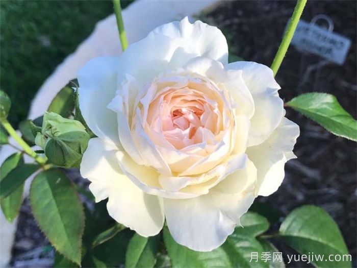 10個值得擁有的白色系月季品種盤點(圖4)