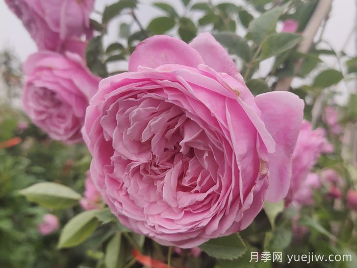 適合盆栽的藤本月季品種有哪些？(圖3)