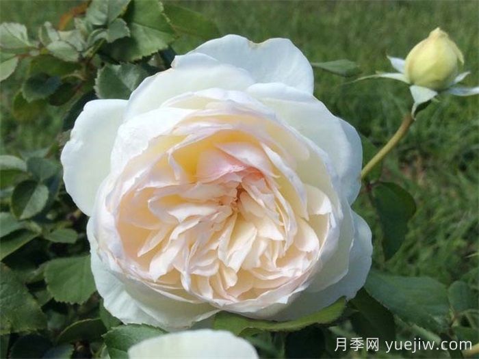 波萊羅月季的優(yōu)缺點(diǎn)是什么？(圖1)