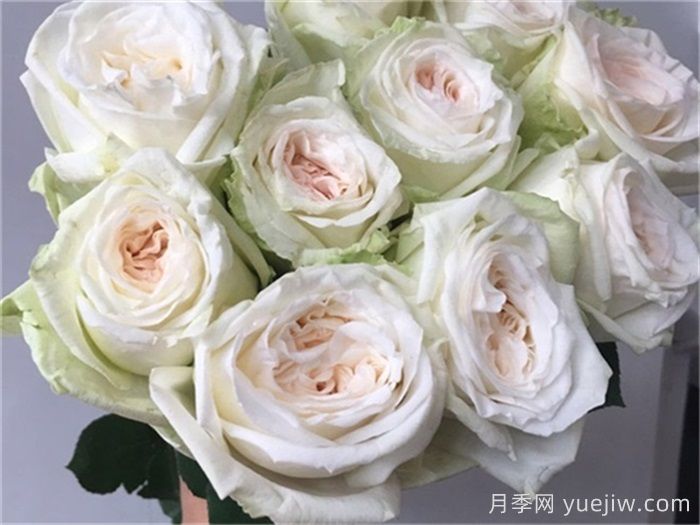 白哈娜月季的優(yōu)缺點(diǎn)是什么？(圖1)