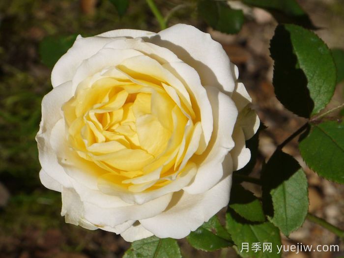 無(wú)限永遠(yuǎn)月季的優(yōu)缺點(diǎn)是什么？(圖1)