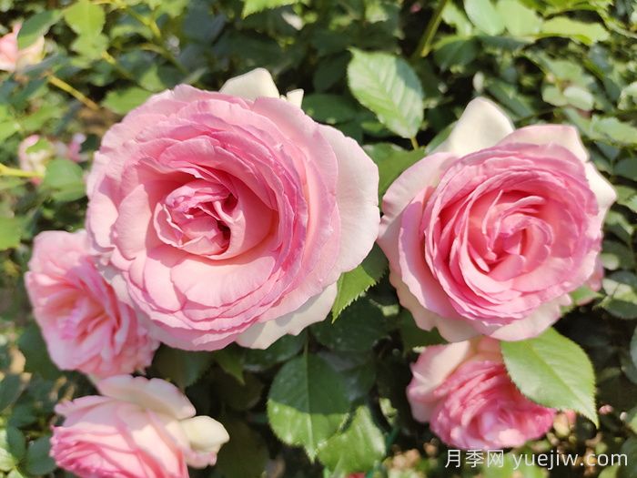 想體驗(yàn)坐擁花海，6款藤本月季助你春花無憂(圖1)