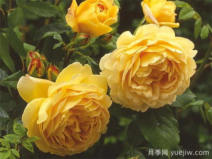 想體驗(yàn)坐擁花海，6款藤本月季助你春花無憂(圖3)